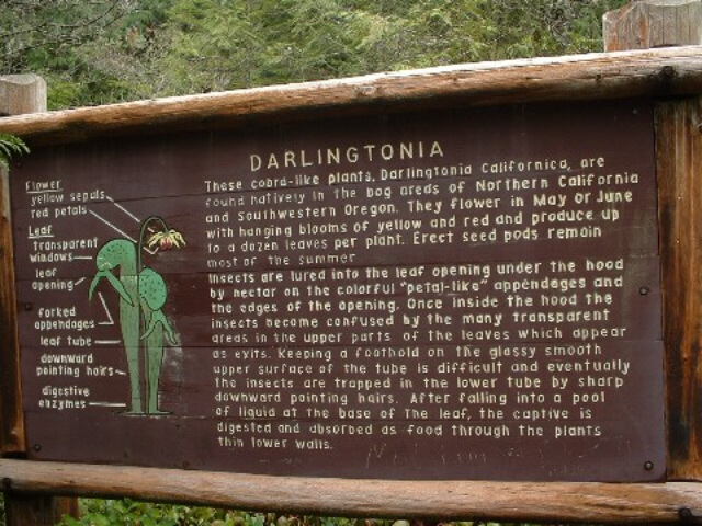 Darlingtonia sign
